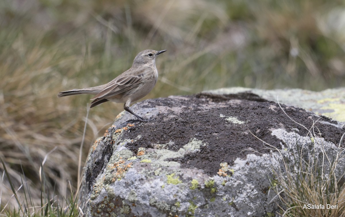 Water Pipit (Caucasian) - Fanis Theofanopoulos (ASalafa Deri)