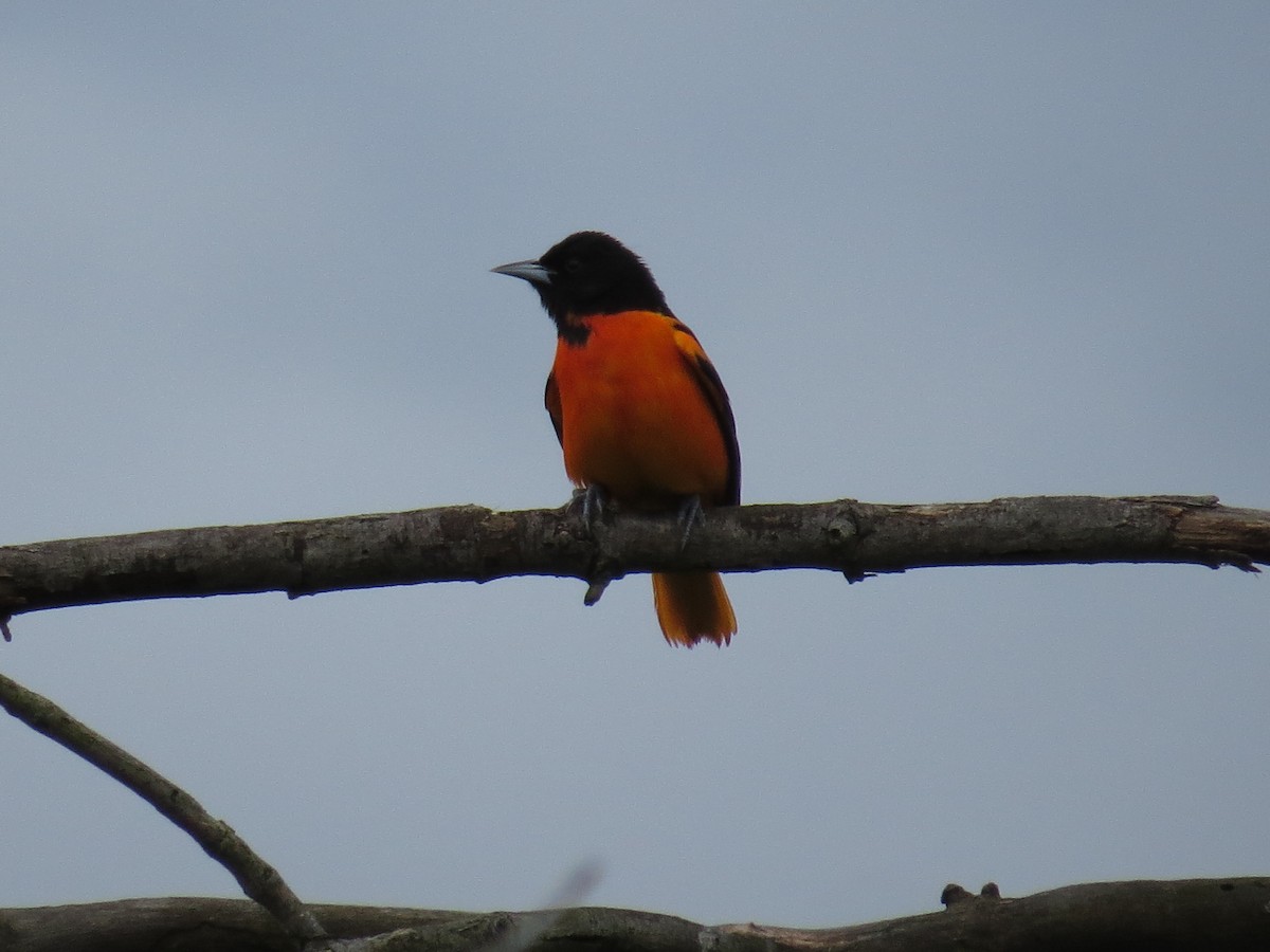 Baltimore Oriole - Benjamin Althouse