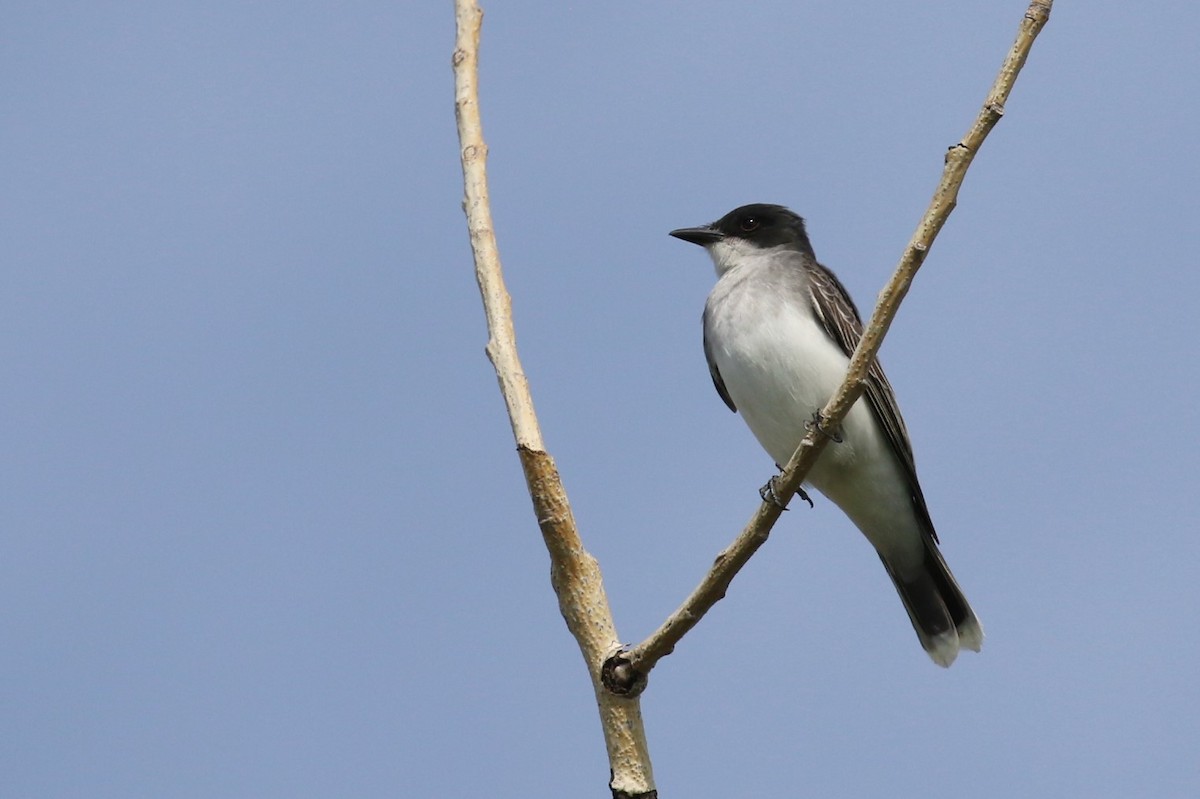 Eastern Kingbird - David Rupp