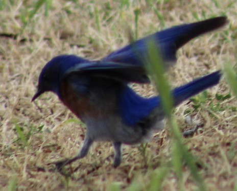 Western Bluebird - Richard Breisch