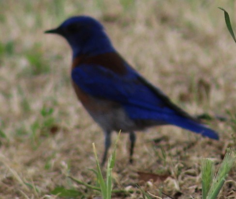 Western Bluebird - Richard Breisch