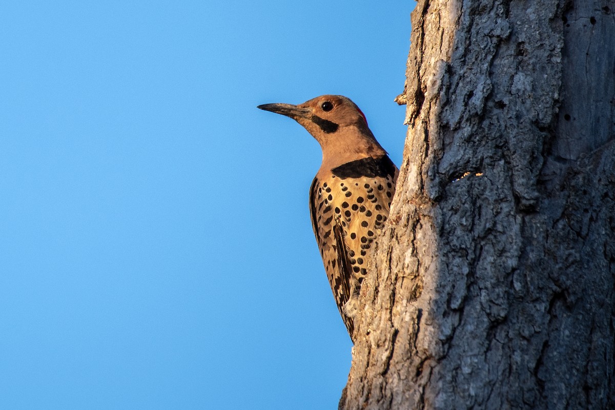 Northern Flicker (Yellow-shafted) - Donna Wadsley