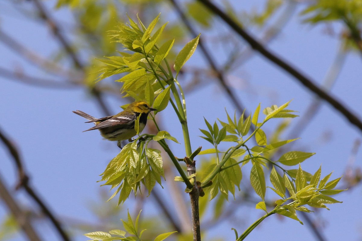 Black-throated Green Warbler - David Rupp