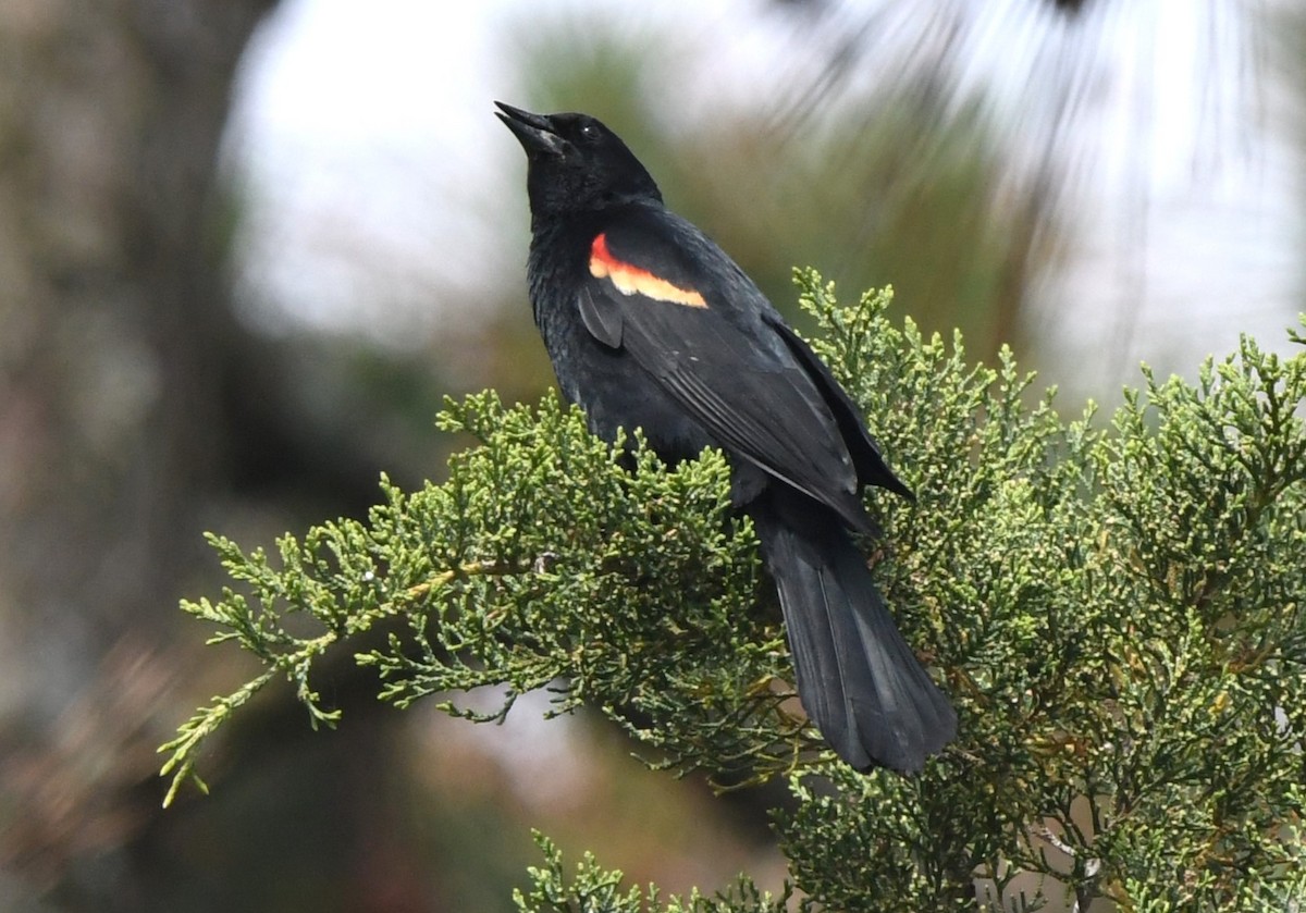 Red-winged Blackbird - David True
