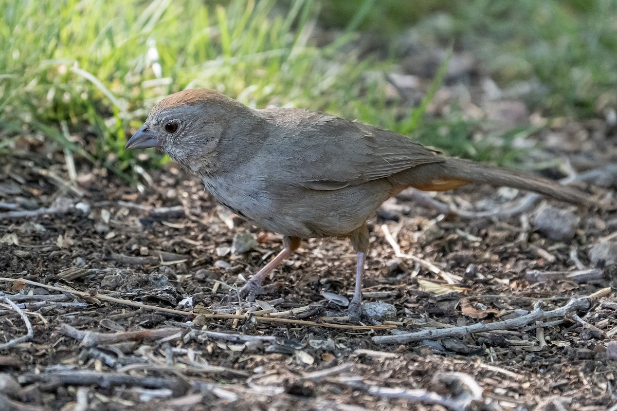 Canyon Towhee - Pawel Michalak