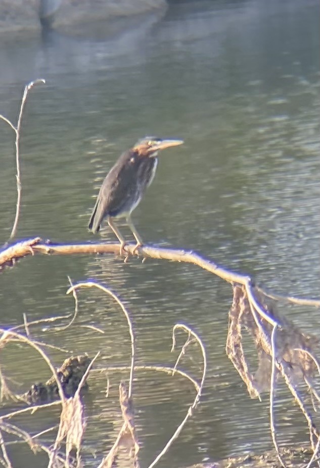 Little Blue Heron - Kade Jackson