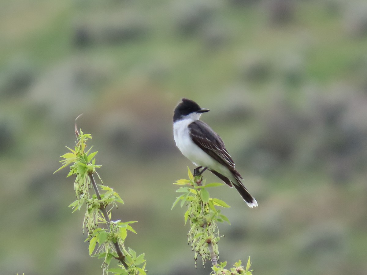 Eastern Kingbird - raylene wall