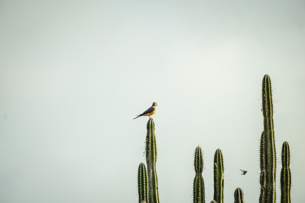 American Kestrel - ML619379456