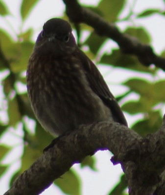 Western Bluebird - ML619379464