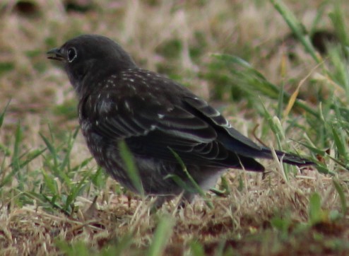 Western Bluebird - ML619379465