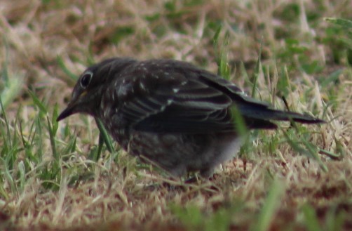 Western Bluebird - ML619379466