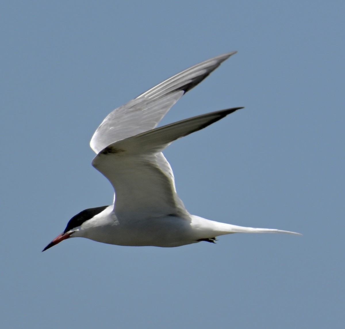 Common Tern - ML619379473