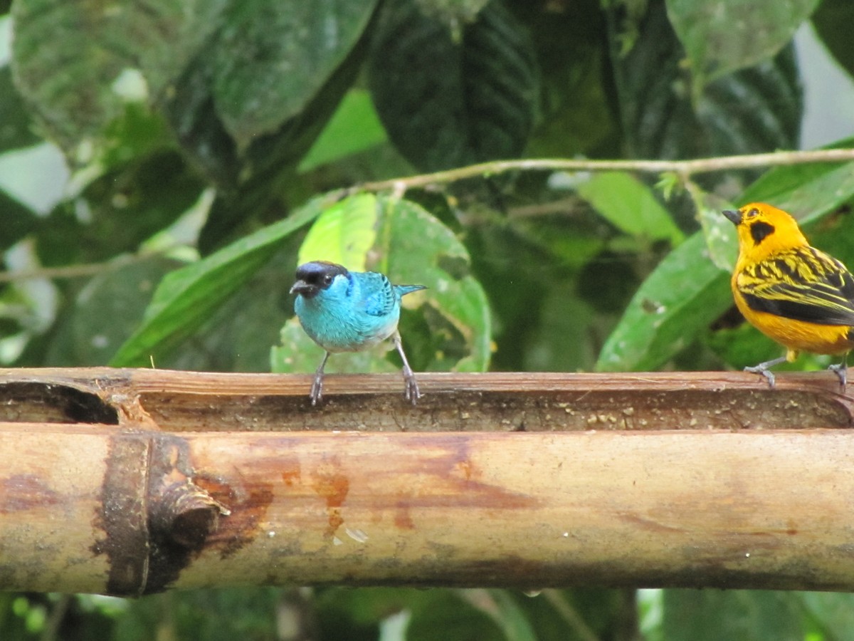 Golden-naped Tanager (Golden-naped) - Sabrina Hepburn