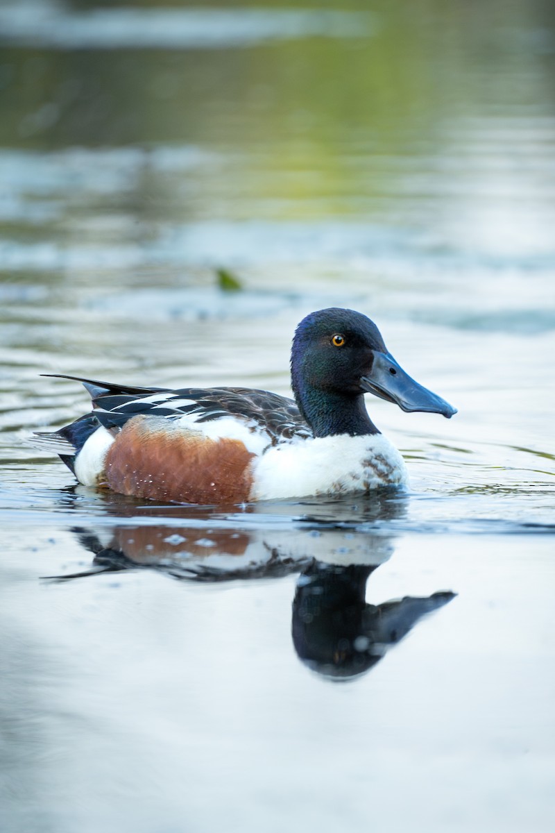 Northern Shoveler - ML619379486