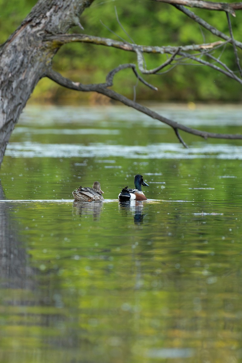 Canard souchet - ML619379489