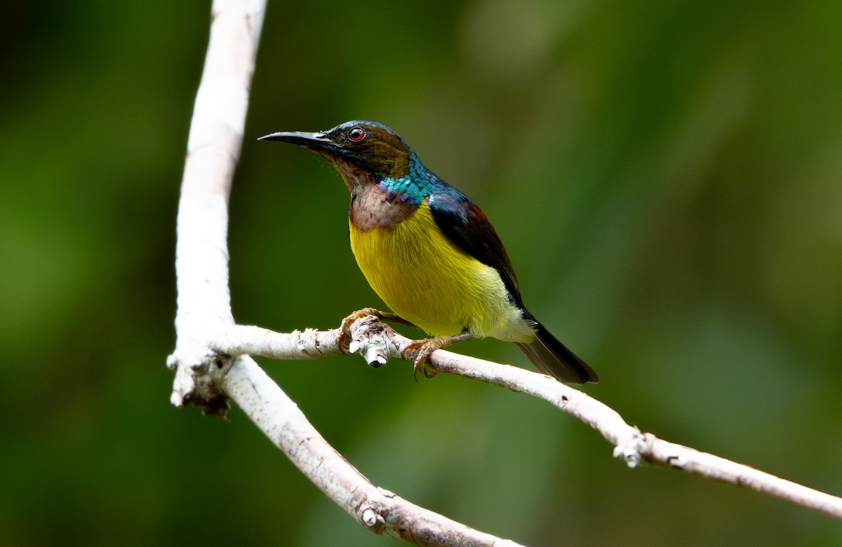 Brown-throated Sunbird - Alan Luken