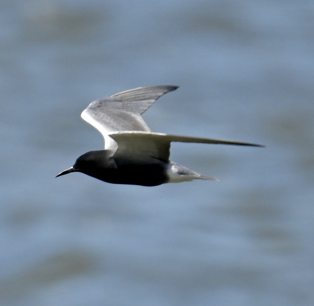 Black Tern - lori herfurth