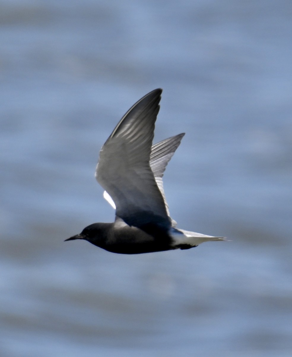 Black Tern - lori herfurth