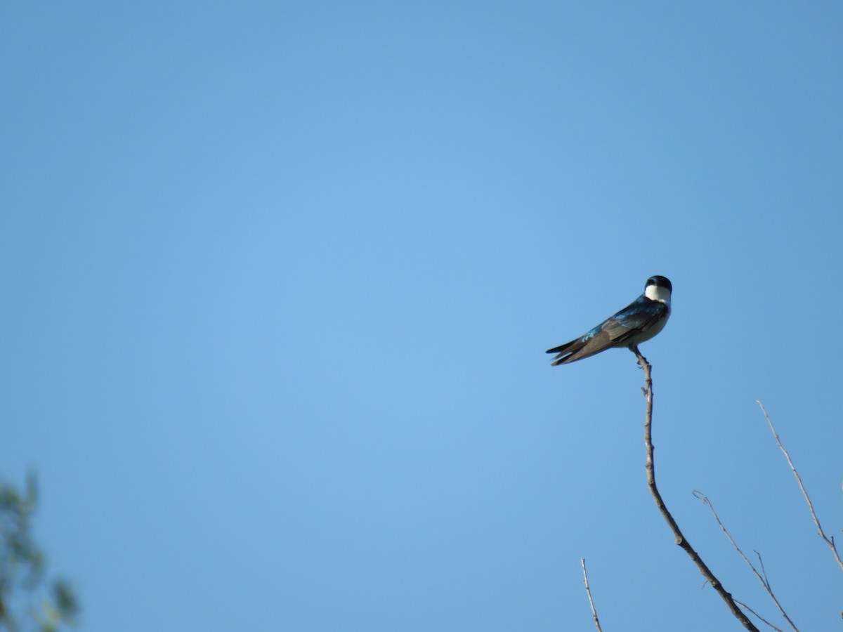 Tree Swallow - Bob Ortmeyer