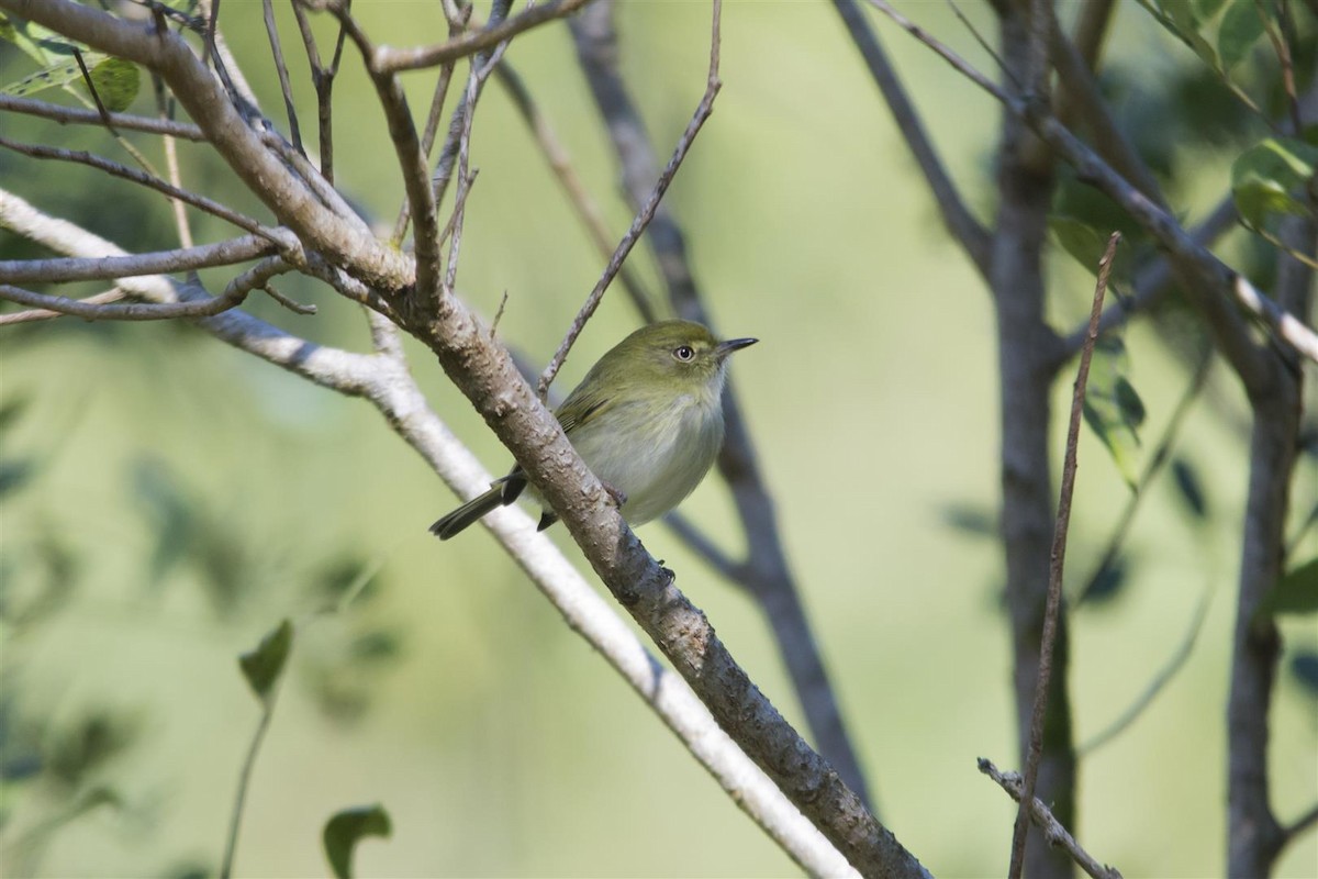 Hangnest Tody-Tyrant - Marco Silva