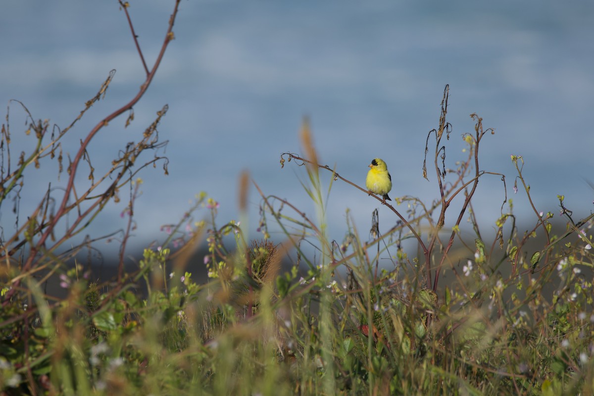 American Goldfinch - ML619379529