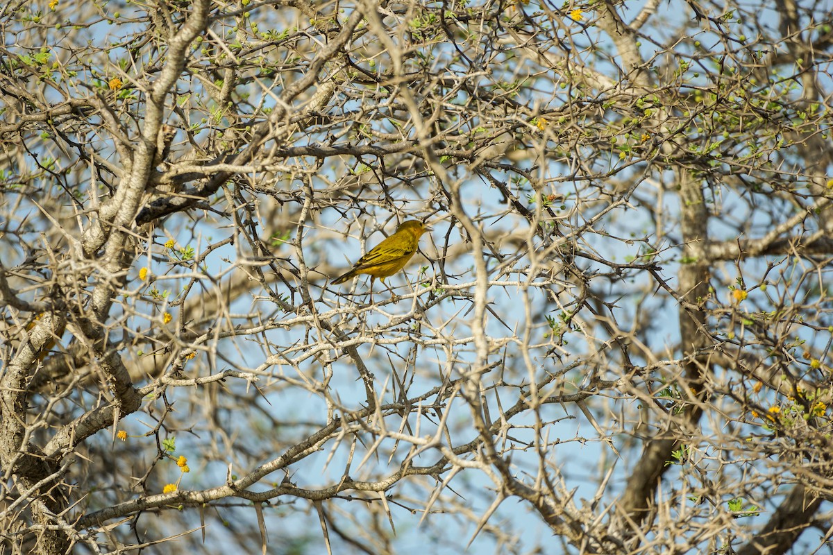 Paruline jaune - ML619379534