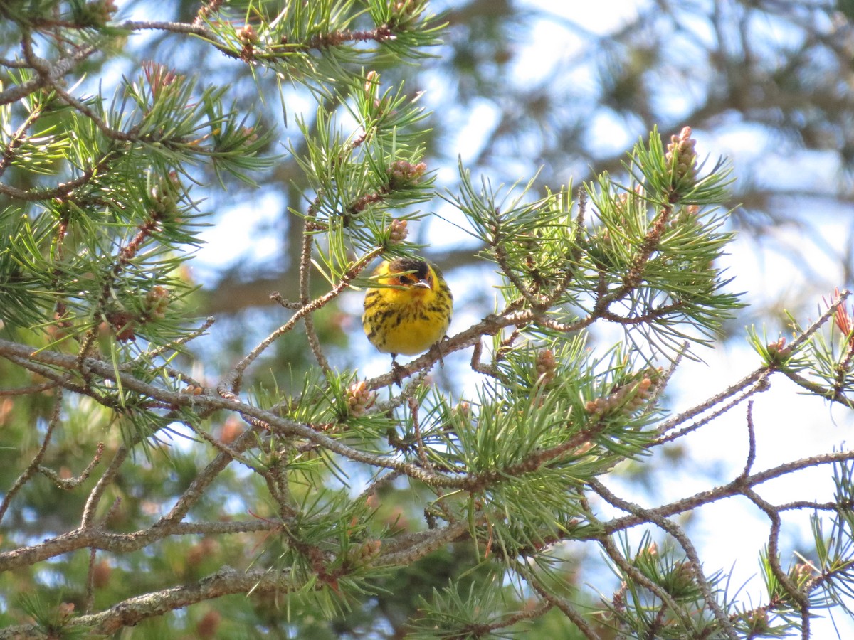 Cape May Warbler - Benjamin Althouse