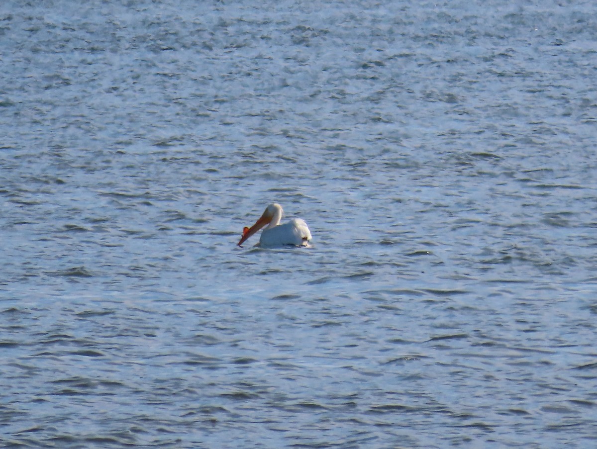 American White Pelican - ML619379536