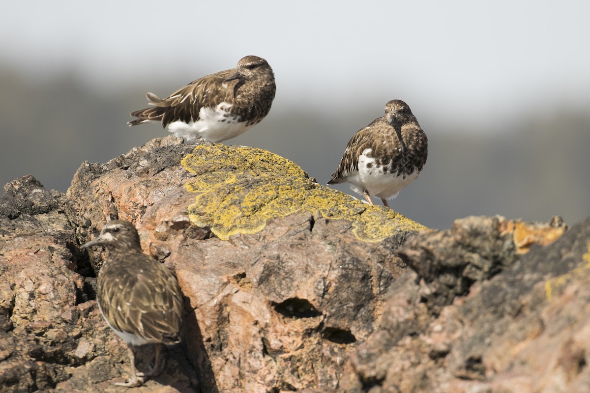 Black Turnstone - Mark Sawyer