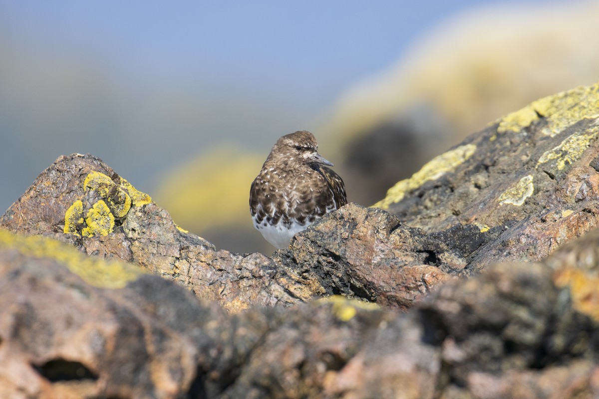 Black Turnstone - Mark Sawyer