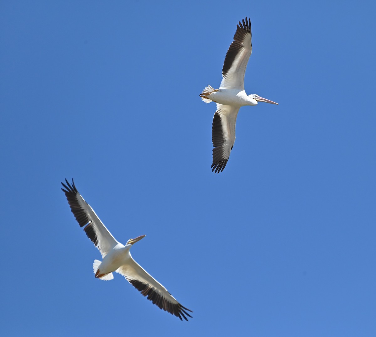 American White Pelican - Jim Highberger