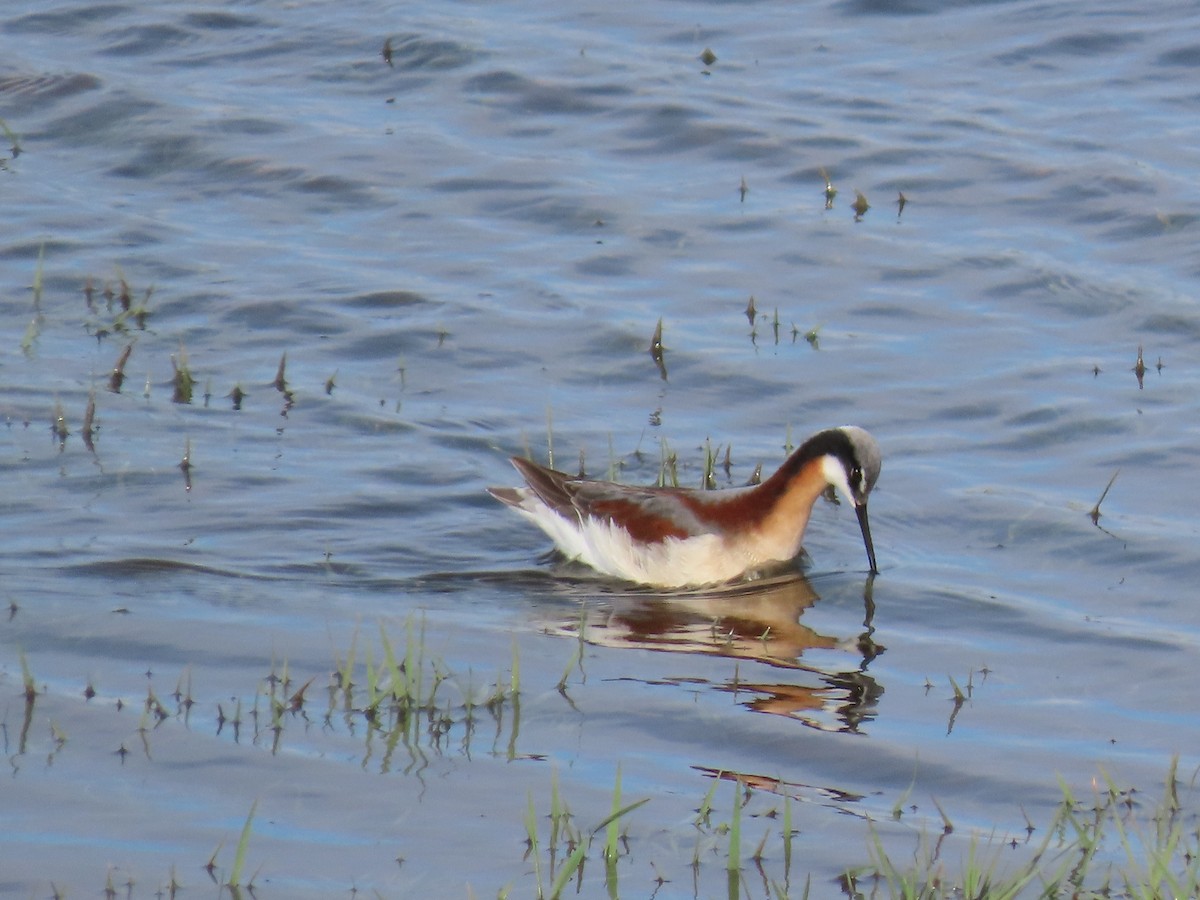 Wilson's Phalarope - raylene wall