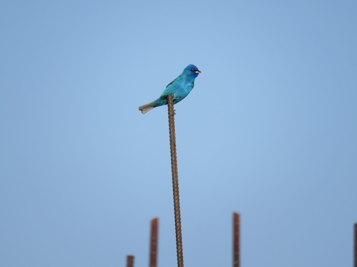 Indigo Bunting - Bob Ortmeyer