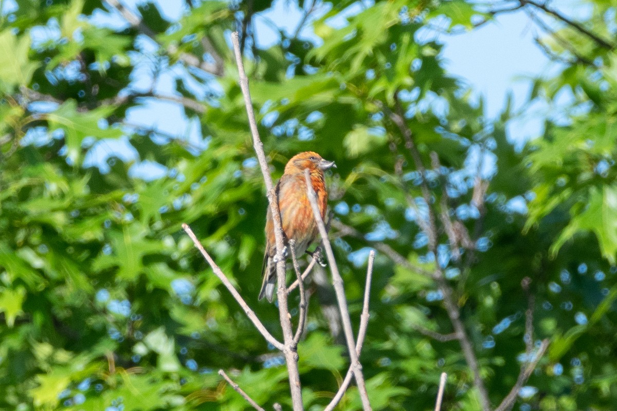 Red Crossbill - ML619379585