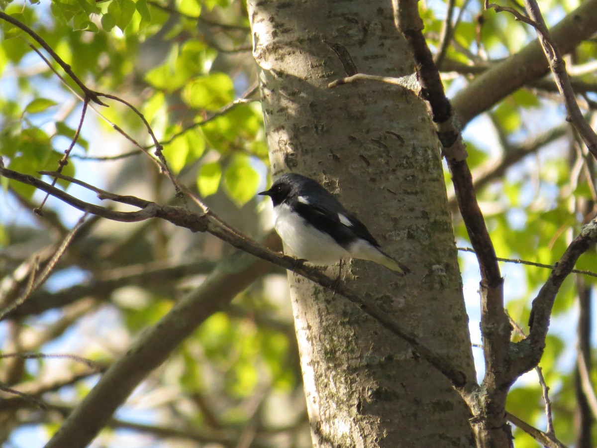 Black-throated Blue Warbler - Benjamin Althouse