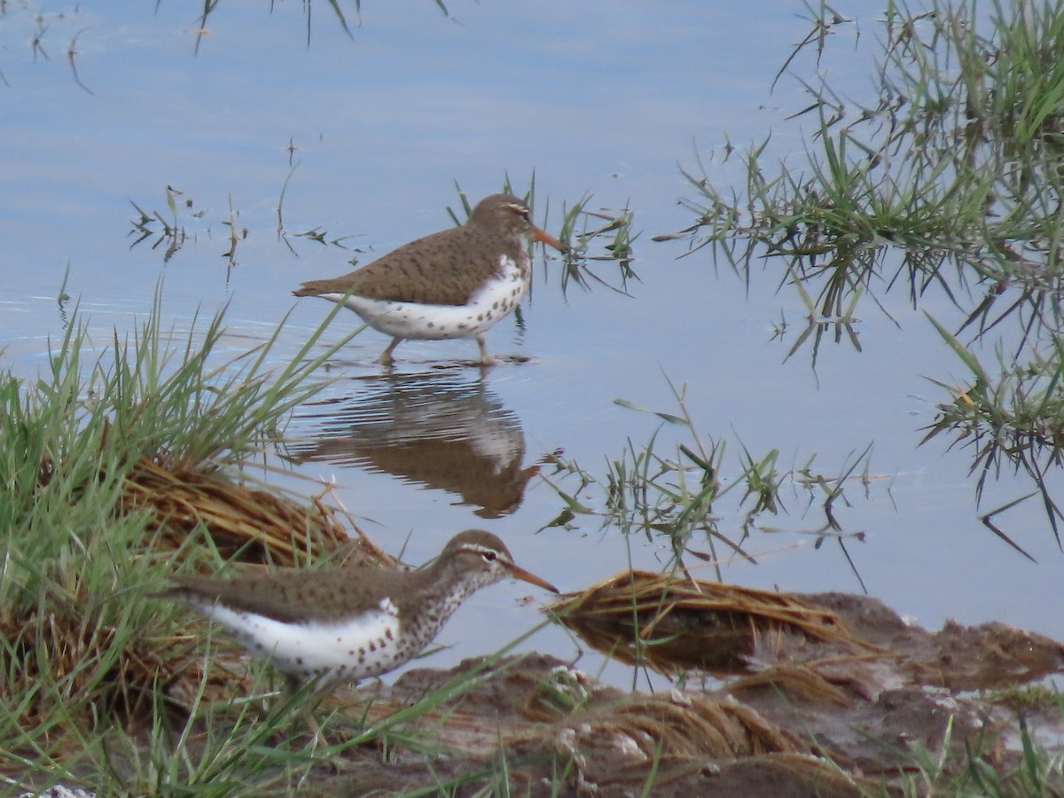 Spotted Sandpiper - raylene wall