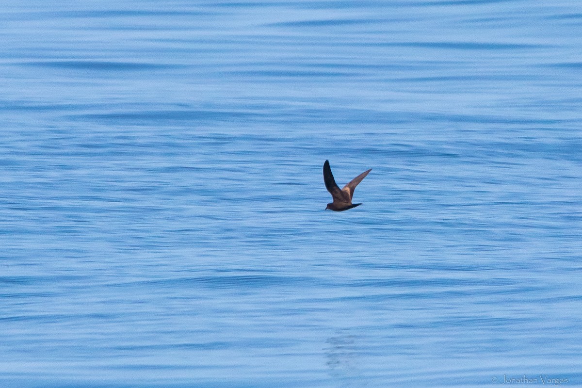 Black Storm-Petrel - Jonathan Vargas