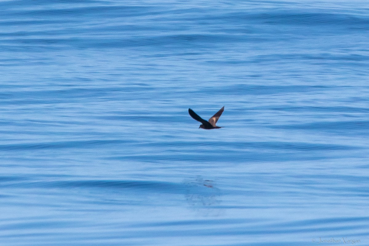 Black Storm-Petrel - Jonathan Vargas