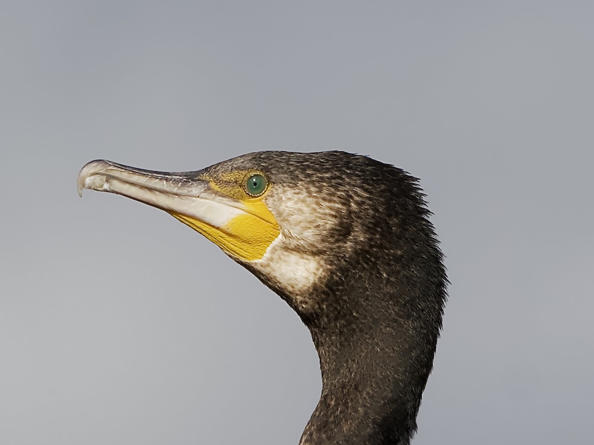 Great Cormorant - Allan Johns