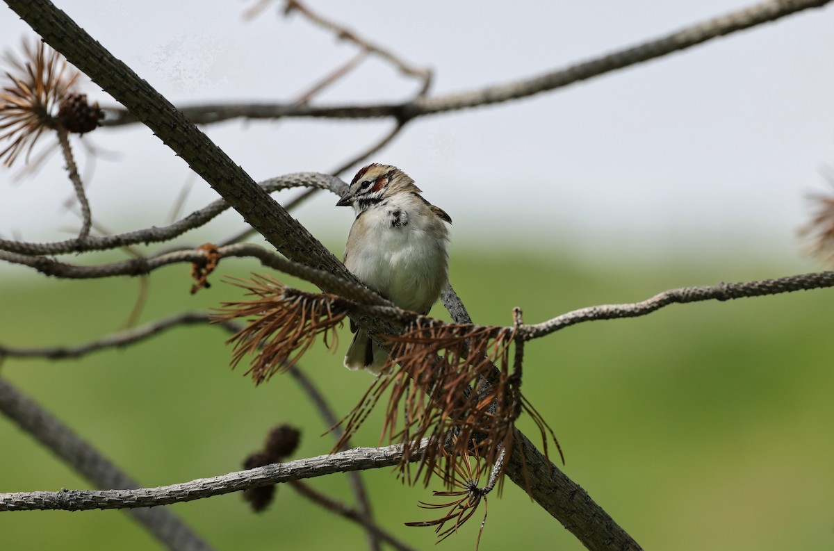 Lark Sparrow - A & C Tennant