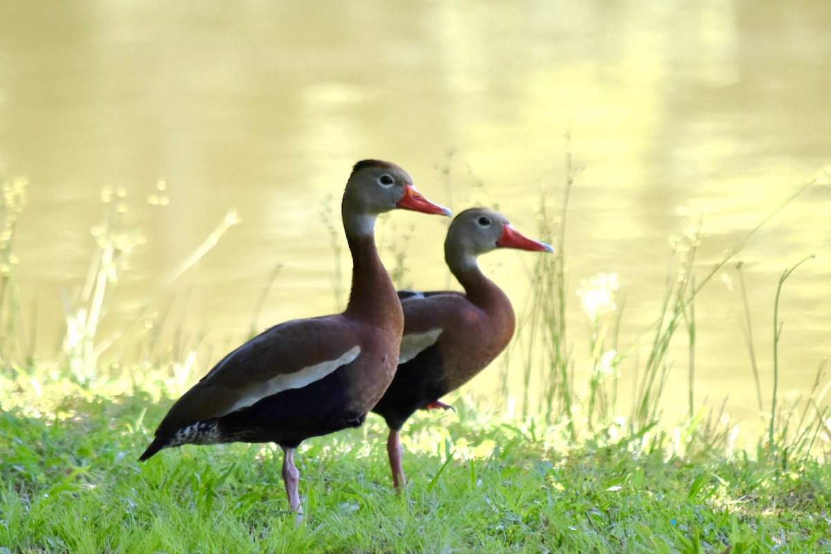 Dendrocygne à ventre noir - ML619379604