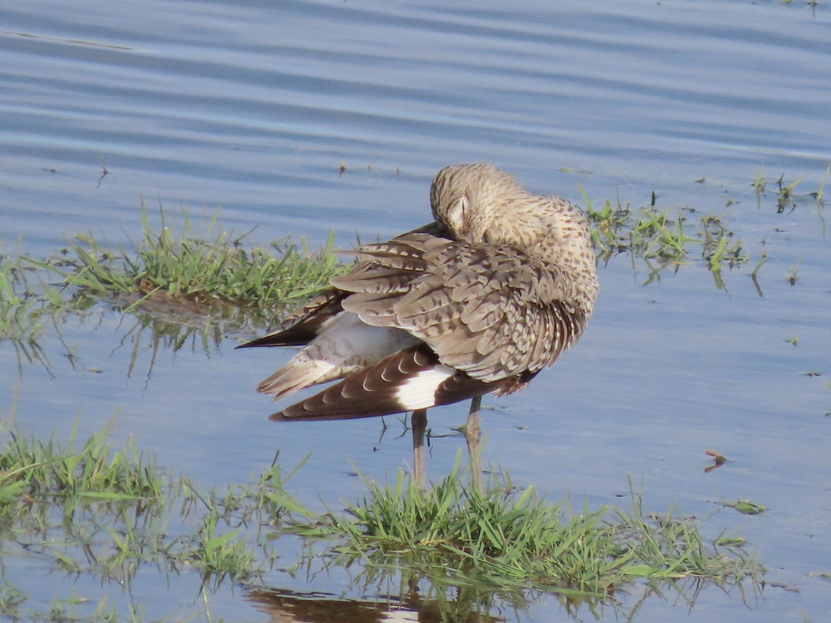 Willet - raylene wall