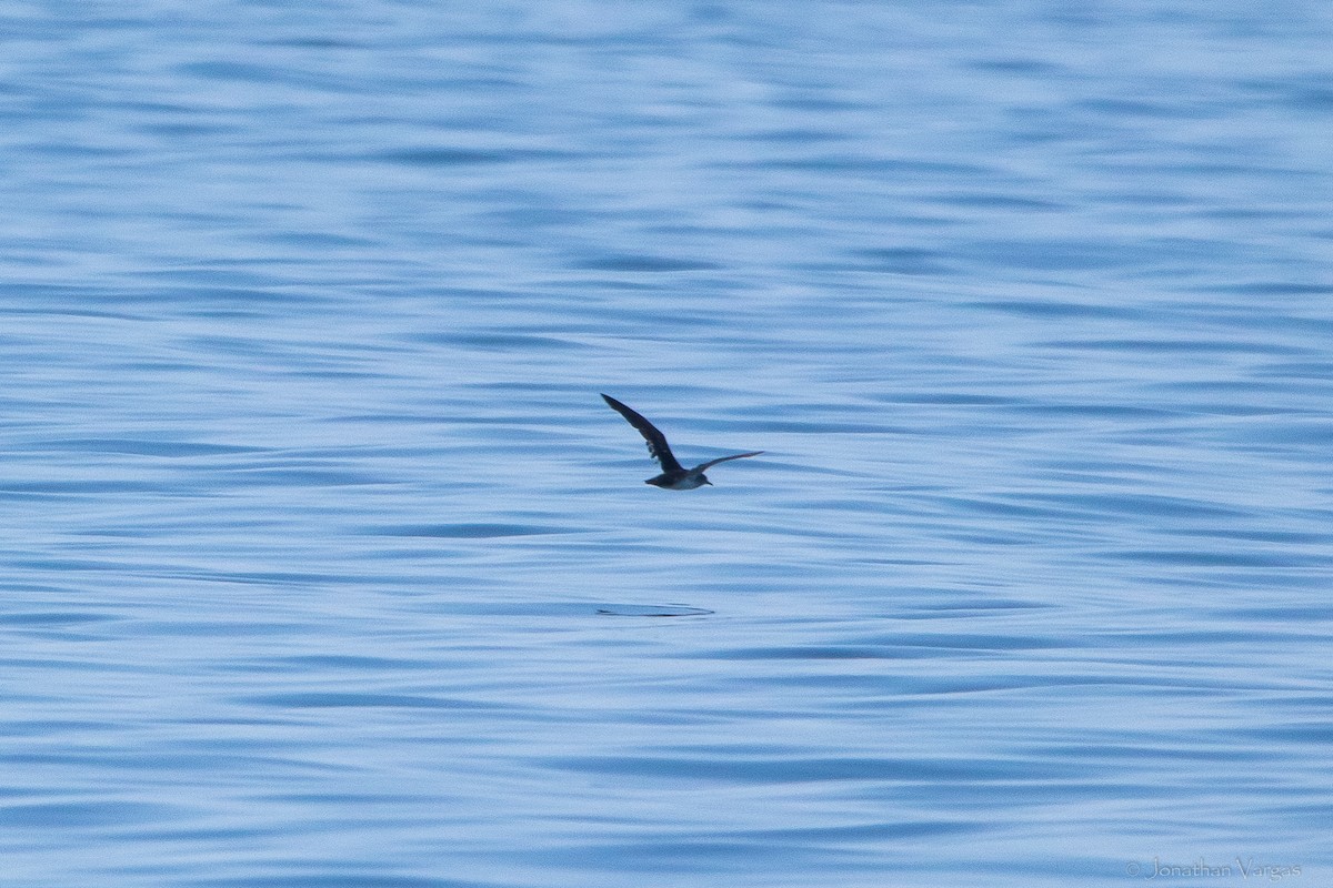 Black-vented Shearwater - Jonathan Vargas