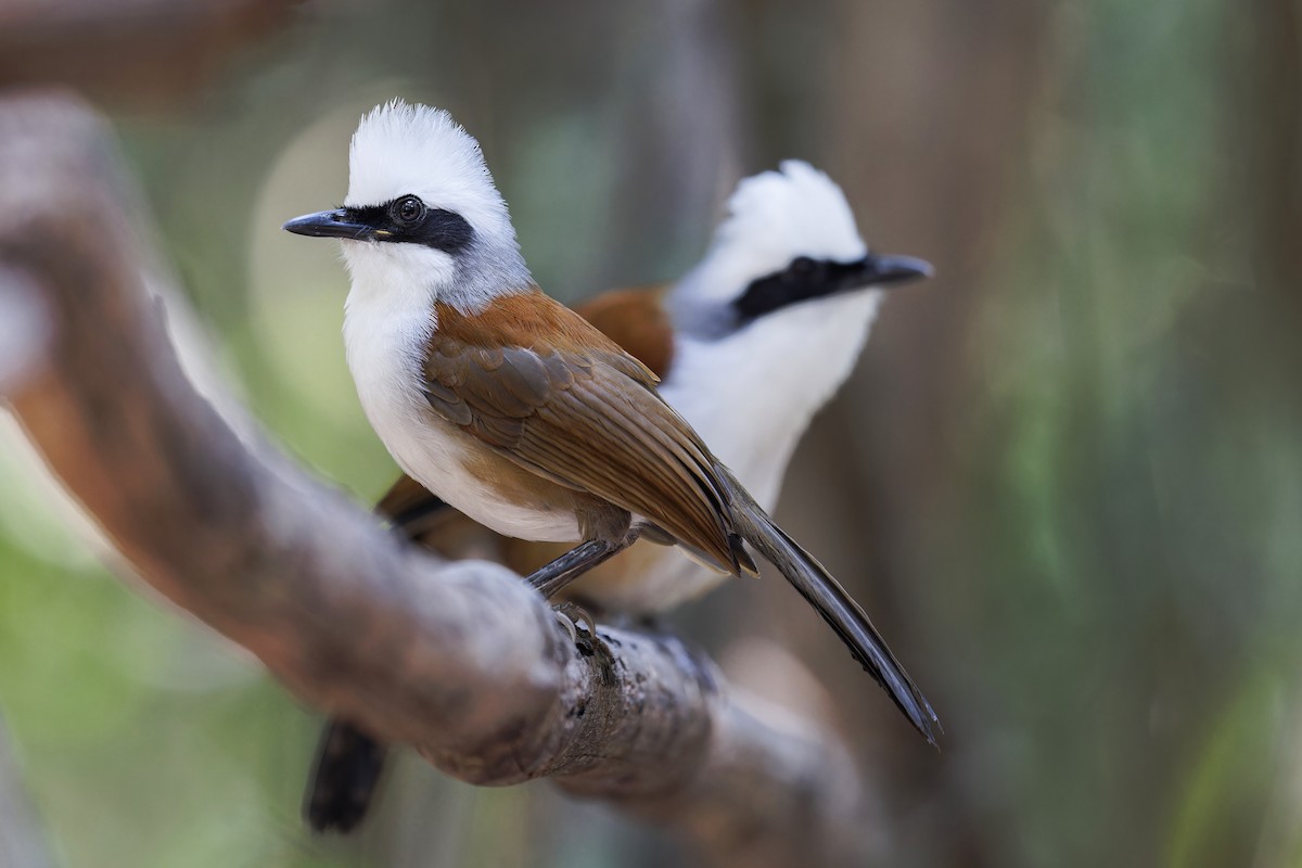 White-crested Laughingthrush - Se Chea