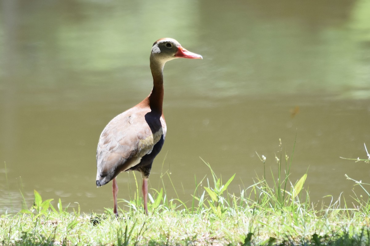 Dendrocygne à ventre noir - ML619379625