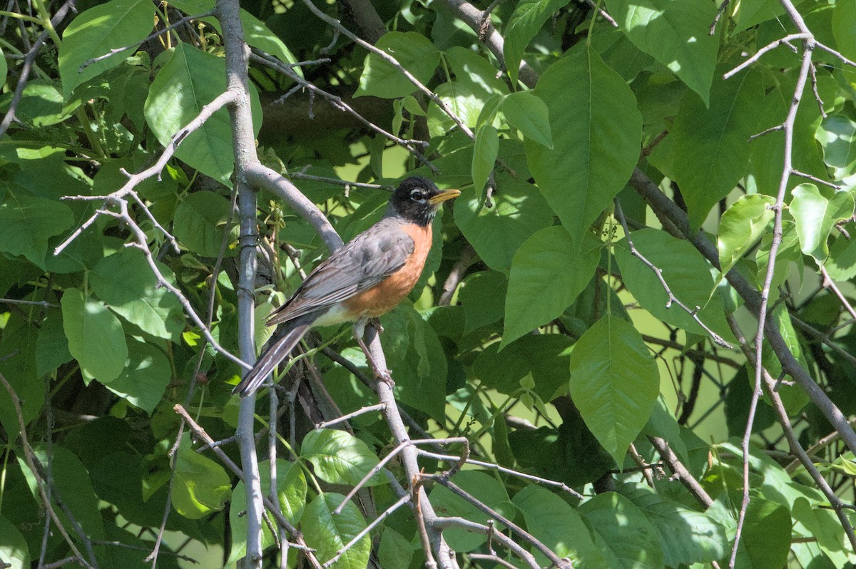 American Robin - Robert Howard