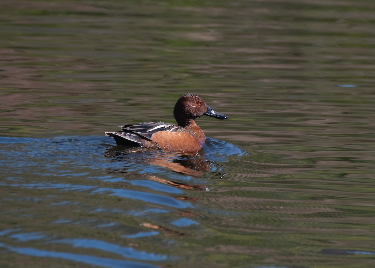 Cinnamon Teal - Chris McDonald