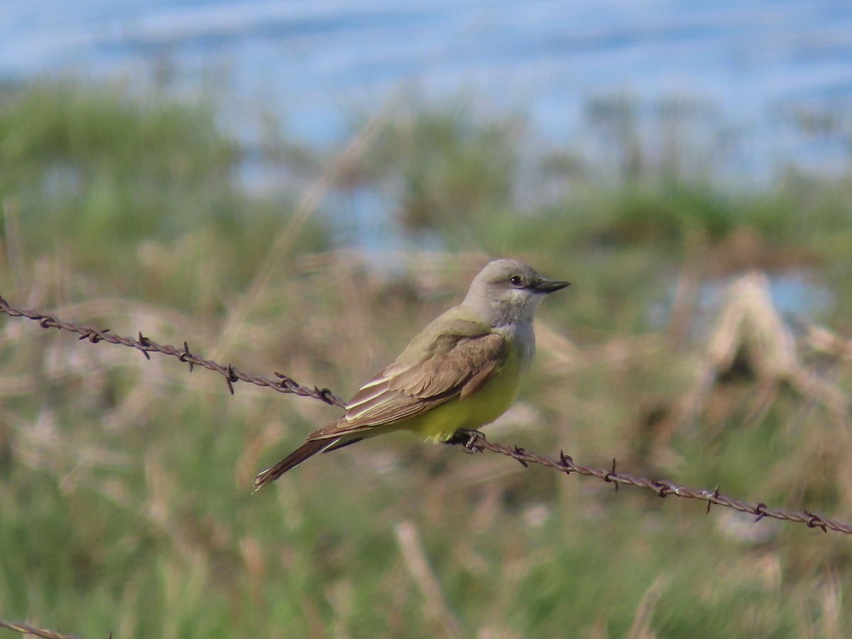 Western Kingbird - raylene wall