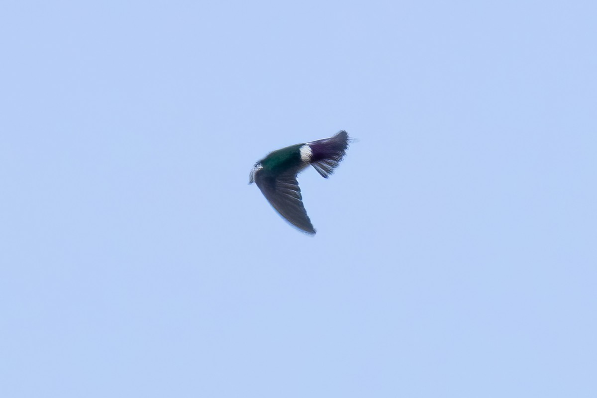 Violet-green Swallow - Tom (TK) Kaestner