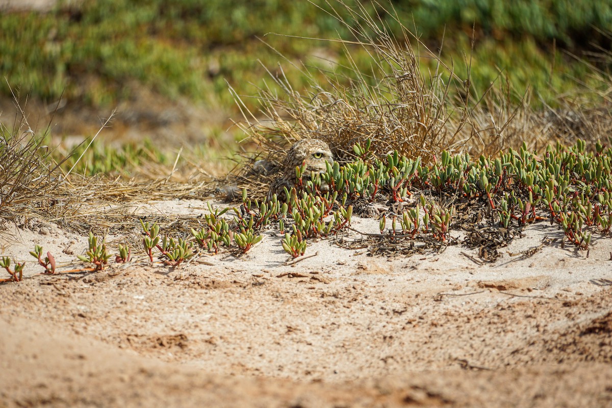 Burrowing Owl - Jesse B